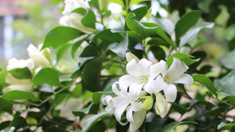 Cây may mắn - Nguyệt quới